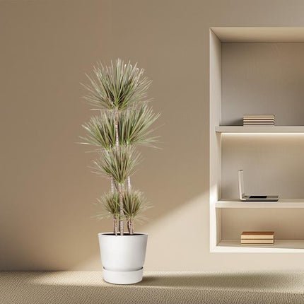 Dracaena Bicolor Carrousel - 190 cm - ø34