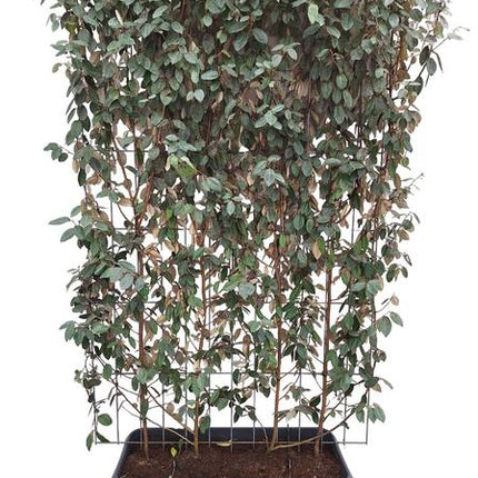 Elaeagnus ebbingei - Kant-en-Klaar Haag - 120 x 180 cm - 1 pcs