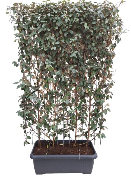 Elaeagnus ebbingei - Kant-en-Klaar Haag - 120 x 180 cm - 1 pcs