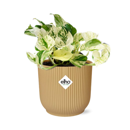 Epipremnum Pinnatum Happy Leaf in ELHO Vibes Fold 14cm geel