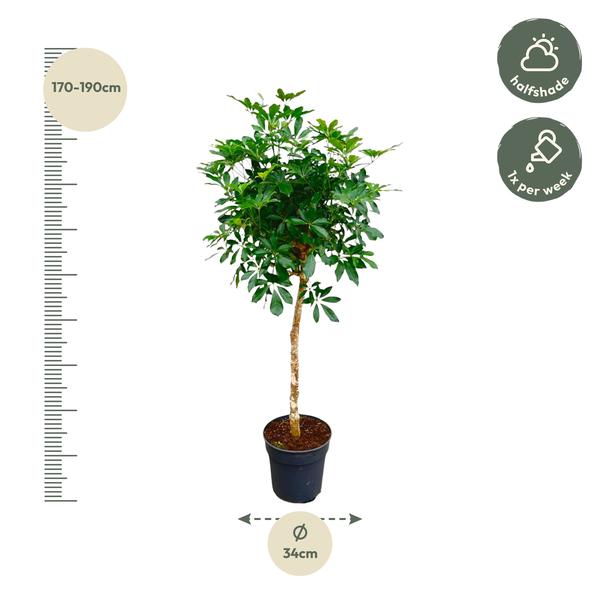 Schefflera op stam - 170cm - ø35