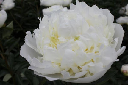Paeonia 'Duchesse de Nemours' - 10x