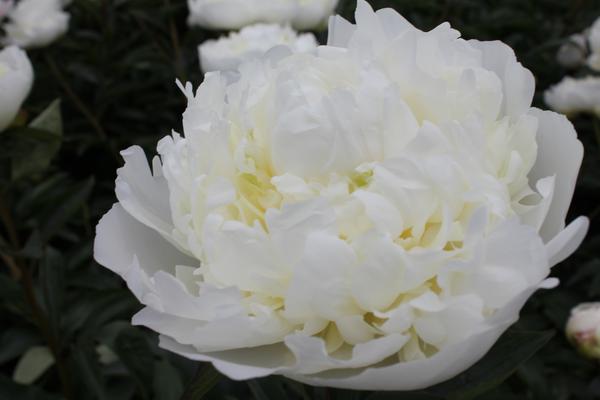 Paeonia 'Duchesse de Nemours' - 10x