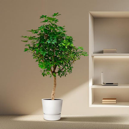 Schefflera op stam - 210cm - ø45