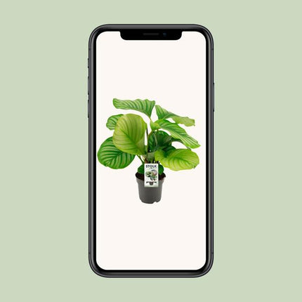 Calathea Orbifolia - Ø50cm - ↕14cm