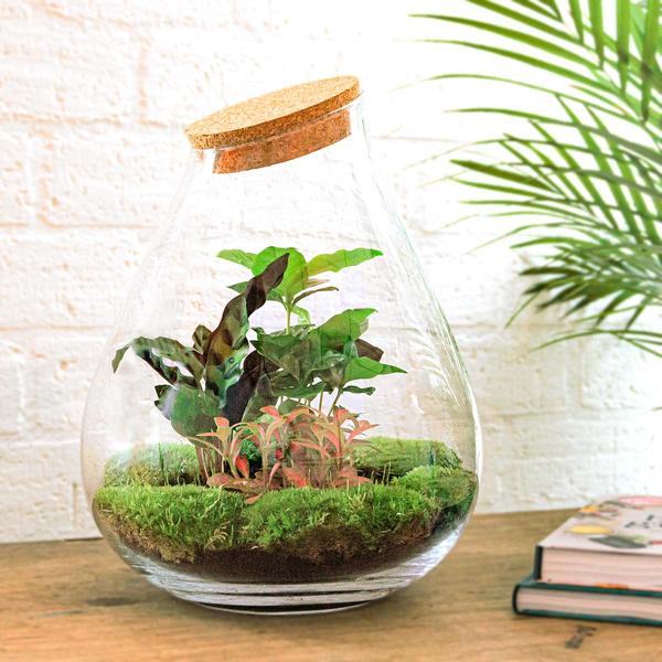 DIY terrarium - Drop XL Rood - ↕ 37 cm - Rake + Shovel + Tweezer + Scissors