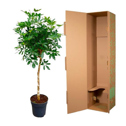 Schefflera op stam - 170cm - ø35