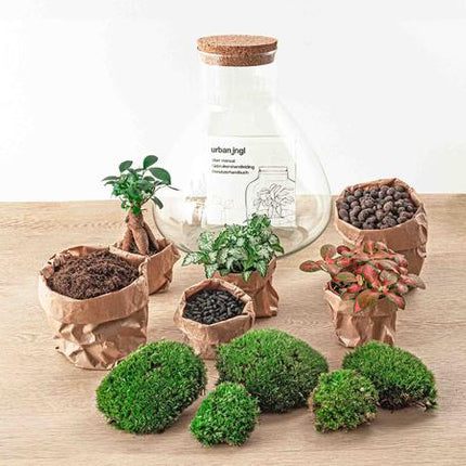 Sam XL Bonsai - DIY Terrarium - 32 cm hoog