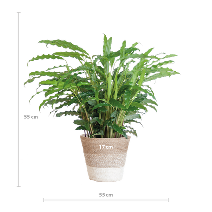 Calathea Rufibarba met Mand Lissabon wit - 55cm - Ø17