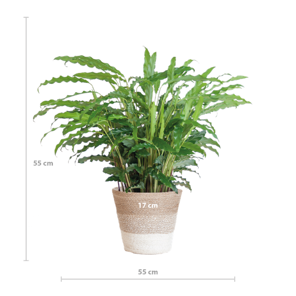 Calathea Rufibarba met Mand Lissabon wit - 55cm - Ø17