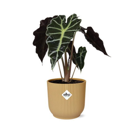 Alocasia ‘Polly’ in ELHO Vibes Fold 14cm geel