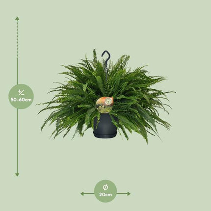 Nephrolepis Green Lady - Ø20cm - ↕60cm