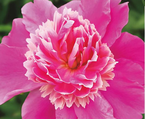 Paeonia 'Nymph de Vrome' - 10x