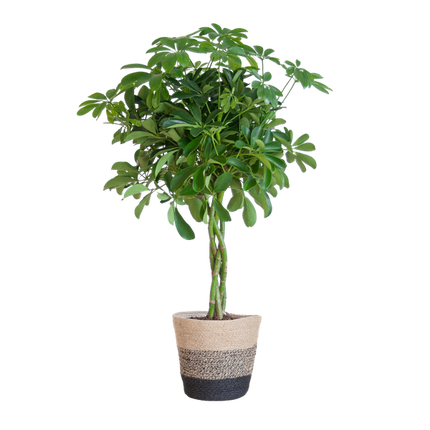 Schefflera Arab Nora met Mand Lissabon zwart - 70cm - Ø21