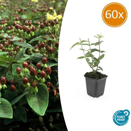 Hypericum inodorum - ↕10-25cm - Ø9cm - 60x