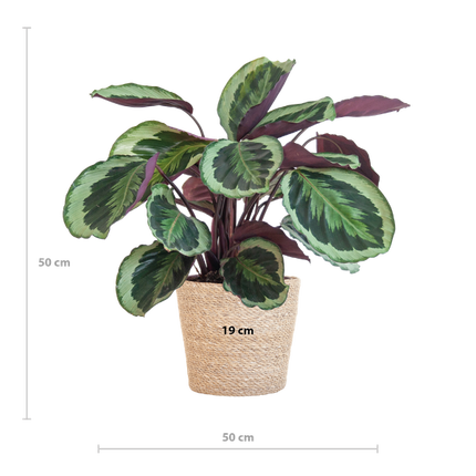 Calathea Medaillon met Sofia mand naturel - 65cm - Ø19