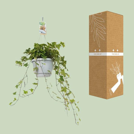 Hedera Helix Geelbont - Hangpot Wit / Basic - Ø17cm - ↕cm