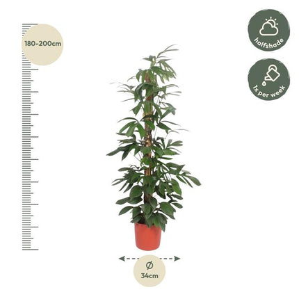 Philodendron Dragon Tail mosstok - 220 cm - ø34