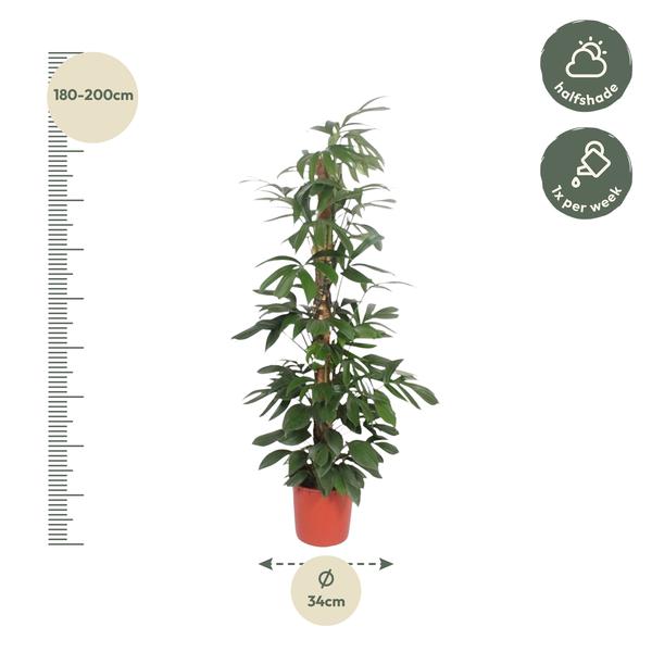 Philodendron Dragon Tail mosstok - 220 cm - ø34