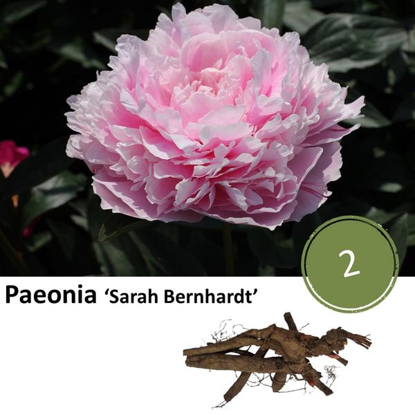 Paeonia ‘Sarah Bernhardt’  - 2x