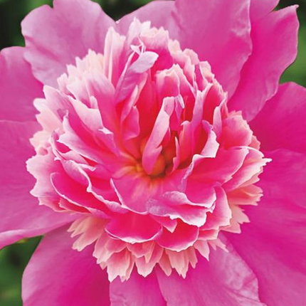 Paeonia 'Nymph de Vrome' - 4x