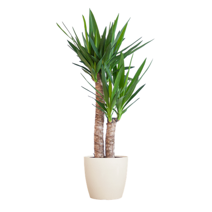 Yucca Elephantipes met Viber wit - 90cm - Ø21