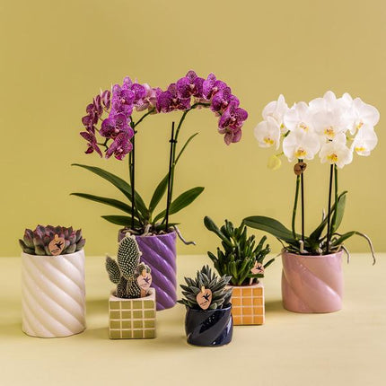 Kolibri Home | Candy sierpot | Hoog - White - Ø9cm