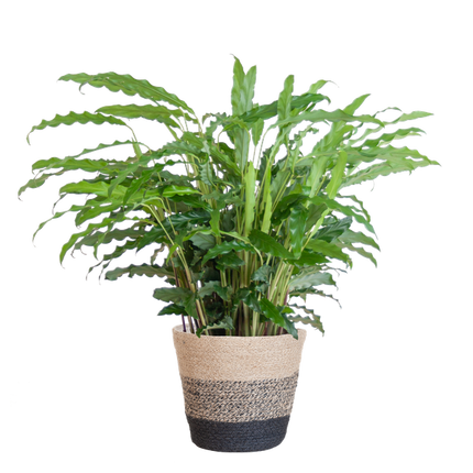 Calathea Rufibarba met Mand Lissabon zwart - 55cm - Ø17