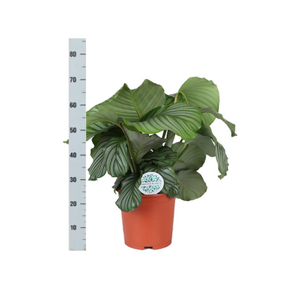 Calathea Orbifolia Ø21cm - ↕70cm