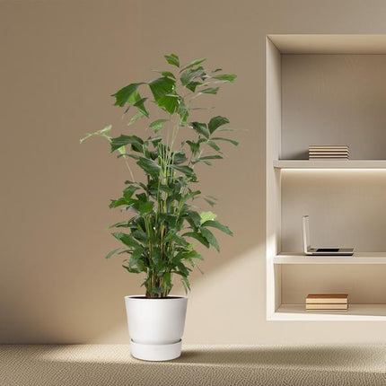 Caryota Mitis - 160 cm - ø31