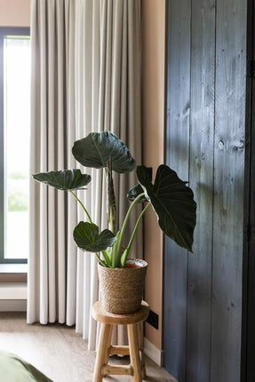Alocasia Regal Shield Ø24cm - ↕110cm