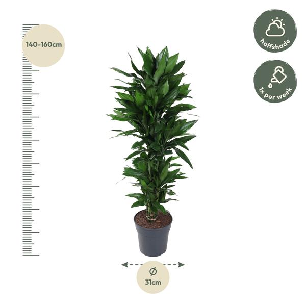 Dracaena Janet Lind vertakt - 130 cm - ø31