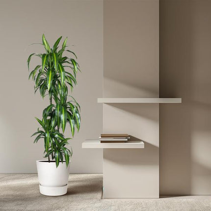 Dracaena Hawaiiana - 180 cm - ø24