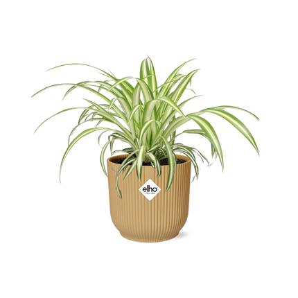 Chlorophytum Comosum Variegatum in ELHO Vibes Fold 14cm geel