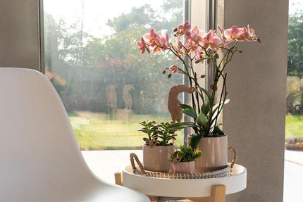 Kolibri Orchids | Oudroze Phalaenopsis orchidee - Jewel Treviso - potmaat Ø12cm | bloeiende kamerplant - vers van de kweker