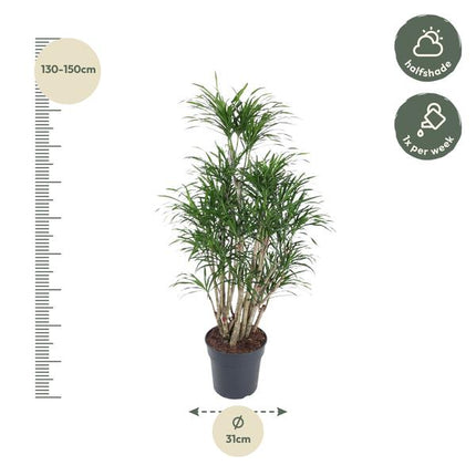 Dracaena Anita vertakt - 160 cm - ø31