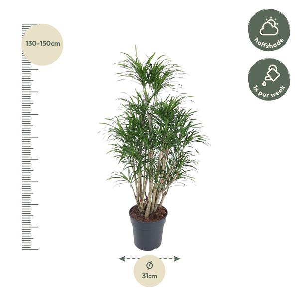 Dracaena Anita vertakt - 160 cm - ø31