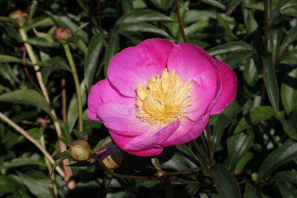 Paeonie 'Wadyslava' - 4x