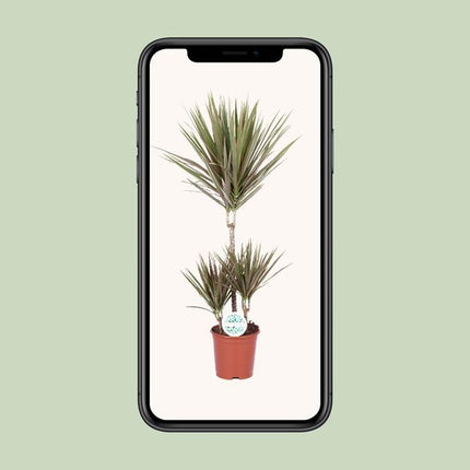 Dracaena Bicolor - Ø21cm - ↕95cm