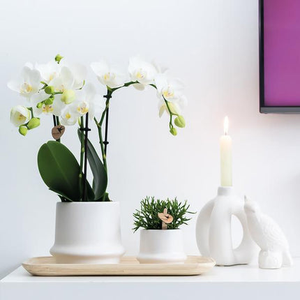 Kolibri Home | Ornament - Decoratie beeld Cockatoo - White