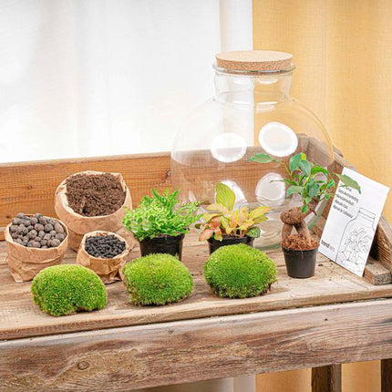 DIY terrarium - Bolder Bob Bonsai - ↕ 30 cm - Normal