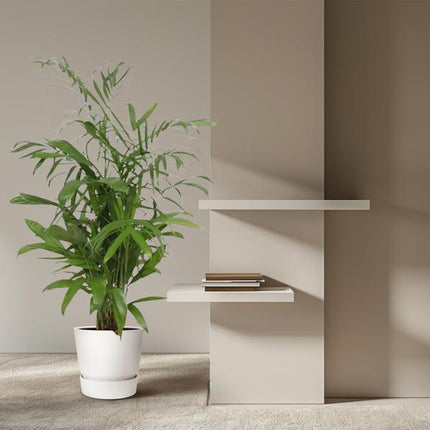 Chamaedorea Seifrizii - 140 cm - ø27
