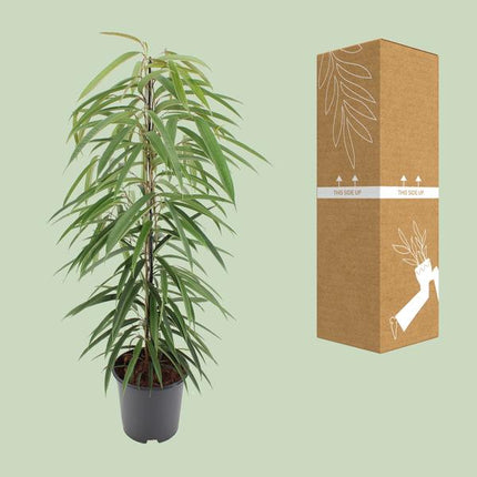 Ficus Binnendijkii Alii - Ø21cm - ↕80cm