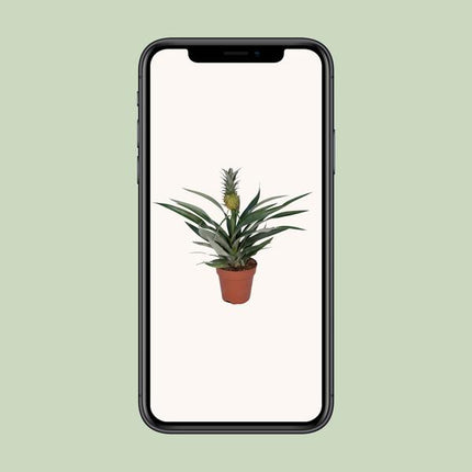 Bromelia Ananas - Ø12cm - ↕30cm
