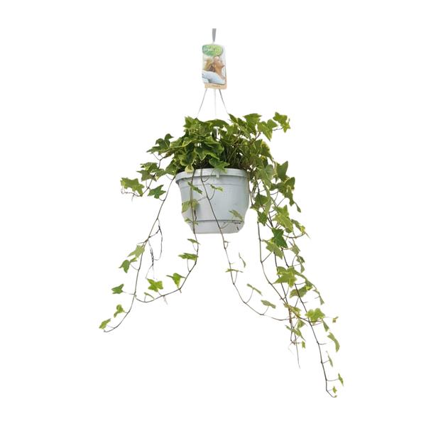 Hedera Helix Geelbont - Hangpot Wit / Basic - Ø17cm - ↕cm