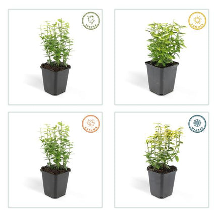 12x Euonymus fort. 'Emerald 'n Gold’ - ↕10-25cm - Ø9cm