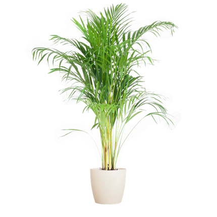 Areca Palm (Dypsis) met Viber wit - 100cm - Ø21