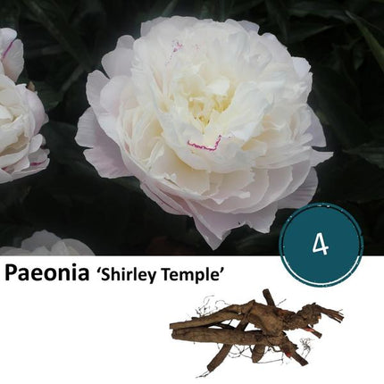 Paeonia 'Shirley Temple' - 4x