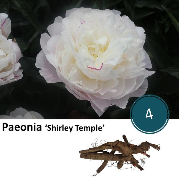 Paeonia 'Shirley Temple' - 4x