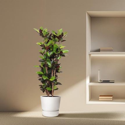 Codiaeum Iceton (Croton Iceton) - 140 cm - ø27